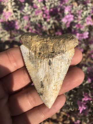 Huge 2.  888” Baja Fossil Great White Shark Tooth