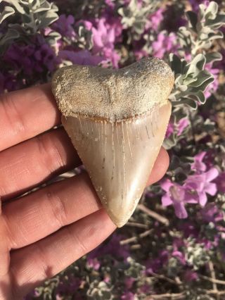 Huge 2.  802”baja Fossil Great White Shark Tooth