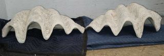 2 Natural Giant Clam Shells: 26” Long 17” Wide & 26 " Long 16.  5 " Wide