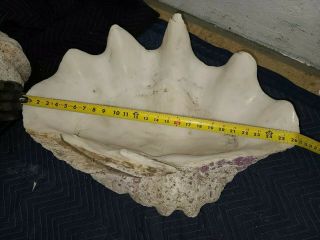 2 Natural Giant Clam Shells: 26” Long 17” Wide & 26 