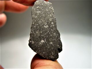 Historic Witnessed Fall Best Allende Cv3 Meteorite 20.  8 Gms