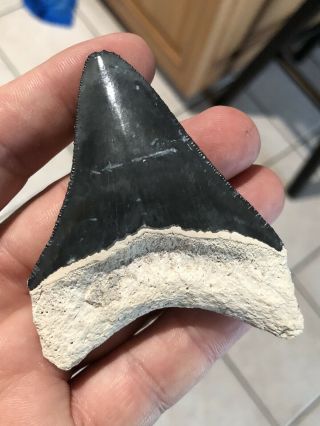 Huge 3 1/8 " Bone Valley Megalodon Giant Shark Tooth Teeth Extinct Fossil
