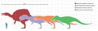 SPINOSAURUS Dinosaur Tooth - 3 & 13/16 in.  REAL DINO FOSSIL - NOT FAKE 3