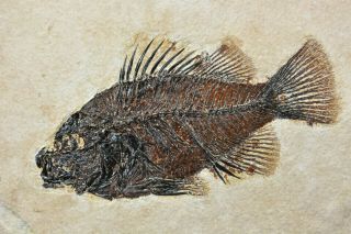 Priscacara Liops Fossil Fish Green River Formation Wyoming