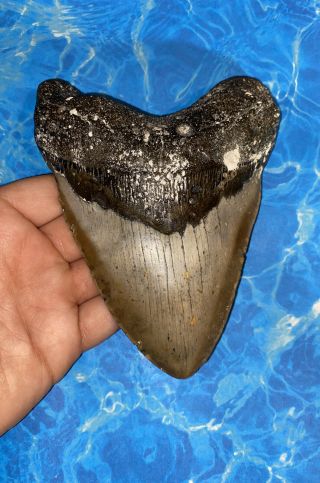 Huge 5.  74” Megalodon Shark Tooth Teeth Big Fossil Meg Scuba Diver Direct 1002