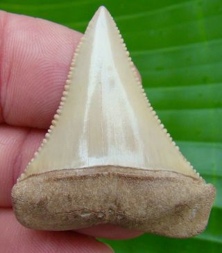 Great White Shark Tooth - 1 & 13/16 In.  Chilean - Chile - Real Fossil