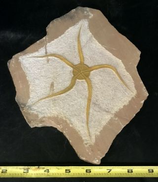 Large Morocco Starfish Fossil