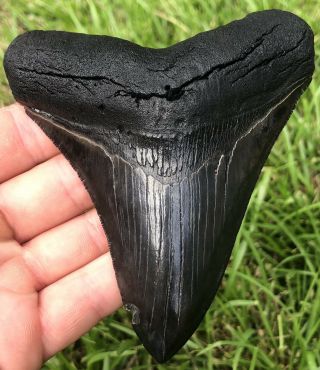Killer Serrated 4.  468 " Megalodon Shark Tooth Fossil