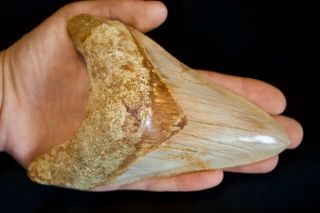Megalodon Fossil Shark Tooth 5.  4  Large Lower Anterior Indo Ivory Color
