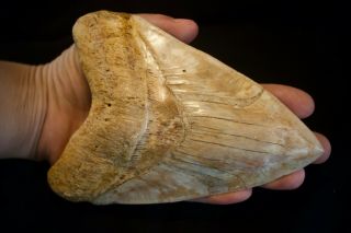 Megalodon Shark Tooth 5.  75  X 4 " Huge Upper Anterior Indo Unusual & Live