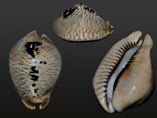Seashell Cypraea Mus Tristensis Best Of The Best Superba Specimen 61.  1 Mm