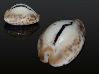 Seashell Cypraea teulerei FANTASTIC PATTERN COLORFUL 48.  6 mm 2