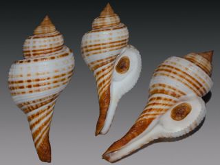 Seashell Taphon Clavella Maganensis Subspecies Fantastic 64.  1 Mm