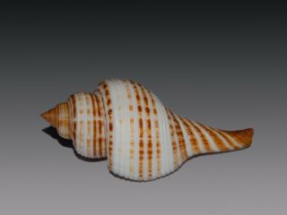 Seashell Taphon clavella maganensis subspecies Fantastic 64.  1 mm 2