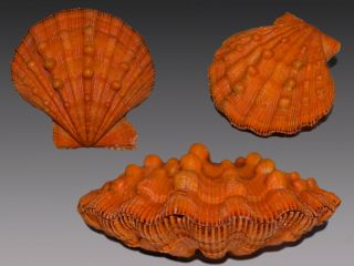 Seashell Nodipecten Nodosus Special Color Orange Big 84.  6 Mm