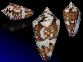 Seashell Conus Cedonulli Crazy Shell Gorgeous Pattern 37.  6 Mm
