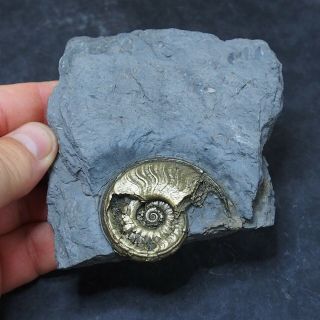 Harpoceras Ammonite Pyrite Mineral Fossil Fossilien Ammoniten France