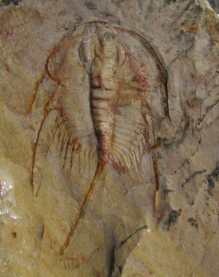 Ebay Ultimate Bristolia Parryi Trilobite Fossil