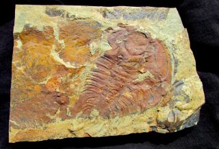 Huge Olenellus Fremonti Trilobite Fossil Part And Counterpart