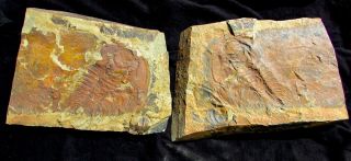 HUGE Olenellus fremonti trilobite fossil Part and Counterpart 2