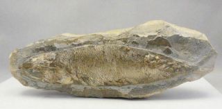 Large Prehistoric 9.  5 " Bony Fish Fossil Encased In Stone