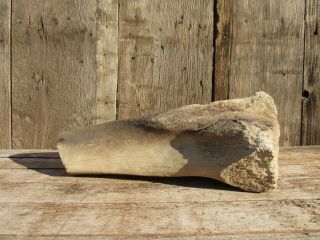 Large 17 " Fossil,  Fossilized Bone,  Dinosaur Leg,  Estate Found,  Unknown Origin