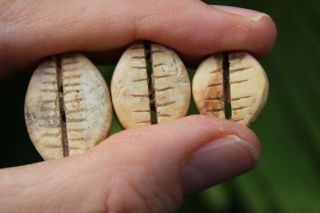 Set Of 3 Chinese “cowry Shell” Or “bèi” 貝 Money Coins,  Shang Dyn 1766 - 1154 Bc
