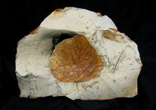 Extinctions - Colorful,  Detailed Davidia Leaf Fossil Montana - Quite Impressive