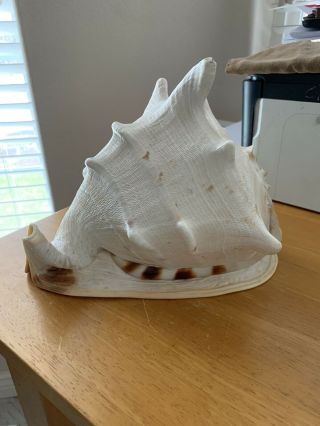 Gorgeous Extra Large King Helmet Conch Seashell Sea Shell 10 " Long 9 " Tall