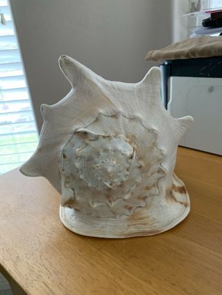 GORGEOUS EXTRA LARGE KING HELMET CONCH SEASHELL SEA SHELL 10 