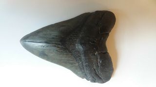 6 Inch Megalodon Tooth Complete With Sharp Serrations And No Repairs