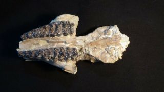 Oligocene White River Fossil Oreodont Skull Miniochoerus Gracilis Nebraksa