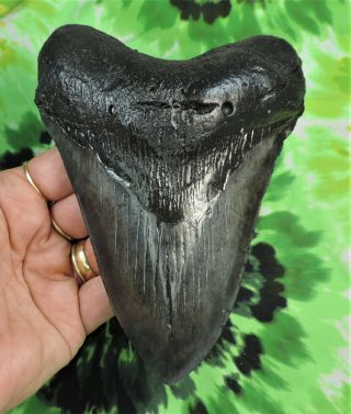 Megalodon Sharks Tooth 5 7/8  Inch Fossil Sharks Teeth Tooth