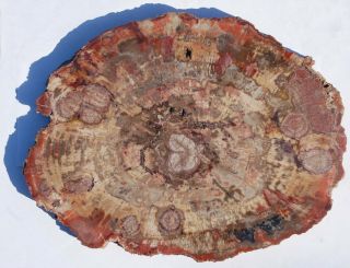 Large,  Polished Arizona Petrified Wood Round With Fungal Pockets