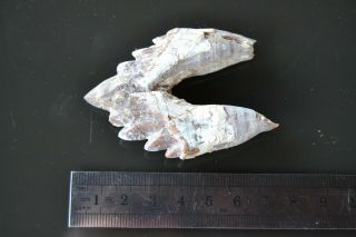 Basilosaurus Tooth Fossil Late Eocene 40 Mi Yrs Old Zeuglodon