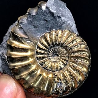 37grare Gorgeous Shiny Pyritization Ammonite Fossil Specimen Shell From Germany