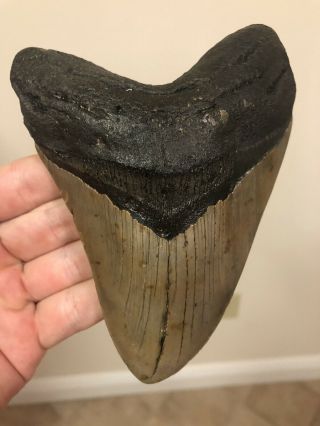 Huge 5.  40” Megalodon Tooth Fossil Shark Teeth