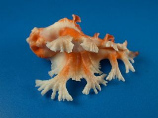 Murex (homalocantha) Pele,  Red,  Double Fronds,  48.  8mm,  Hawaii Shell