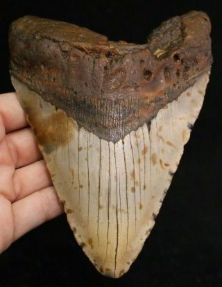 Megalodon Shark Tooth 5.  81 " Extinct Fossil Authentic Not Restored (cg11 - 5)