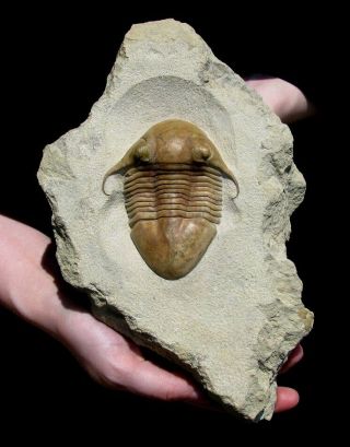 Extinctions - Large Illaenus Trilobite Fossil W/ Spines,  Russia - Cool