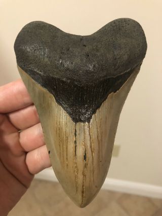 Huge Serrated 5.  34” Megalodon Tooth Fossil Shark Teeth