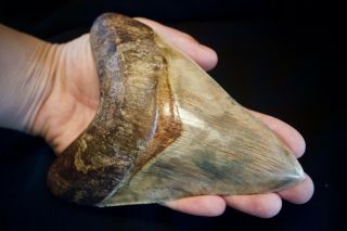 Megalodon Shark Tooth 5.  51  X 4.  14 " Large Lower Anterior Indonesia Multicolour