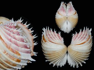 Seashell Cardium Indicum Top Game For Aesthete Very Toothy 86.  2 Mm