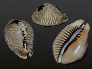 Seashell Cypraea Mus Donmoorei Monster My Best One 64.  8 Mm