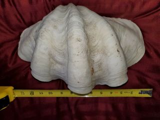 Real Giant Clam Sea Shell Tridacna Gigas 13 " Wide Natural Huge