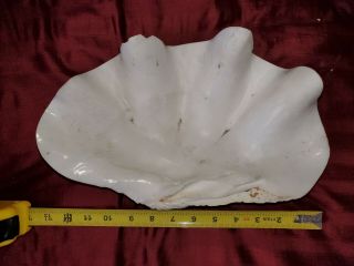 real giant clam sea shell Tridacna Gigas 13 