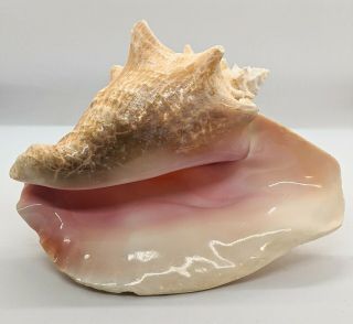Large Vtg Queen Conch Shell Seashell Horned Pink Inside No Harvest Hole 9 1/2 "
