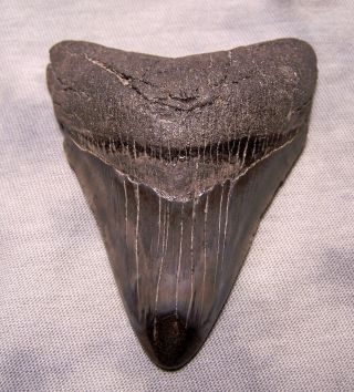 Megalodon Shark Tooth Shark Teeth Fossil Stunning Color 2 7/8 " Polished Jaw
