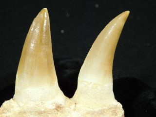 A Natural 100 Million Year Old Mosasaur Jaw Fossil With Two Teeth 63.  1gr