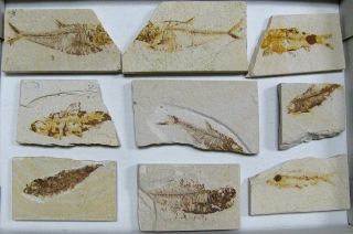 Extinctions - Flat Of 9 Green River Fossil Fish Plates -